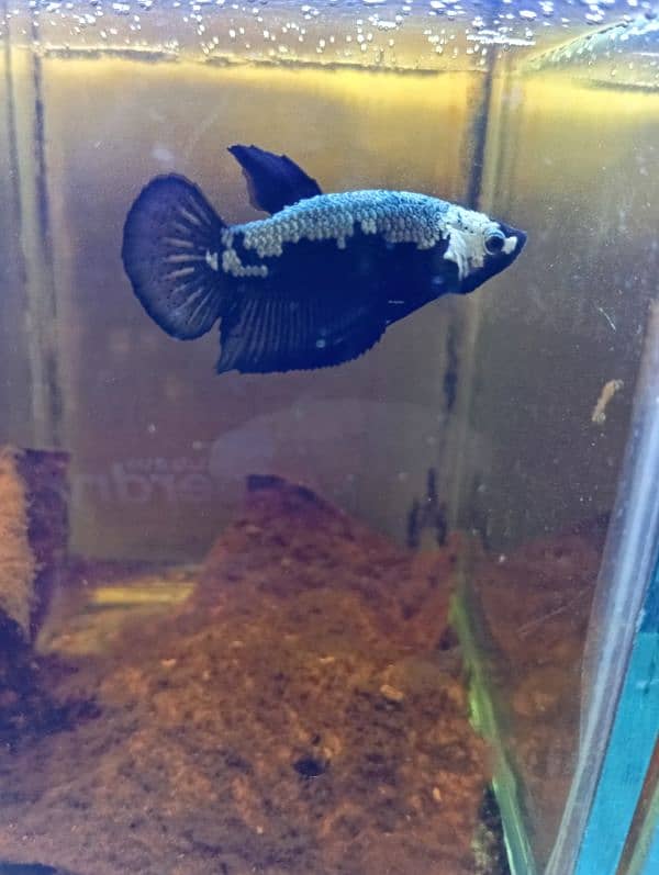 Exotic Betta Fish Available 4