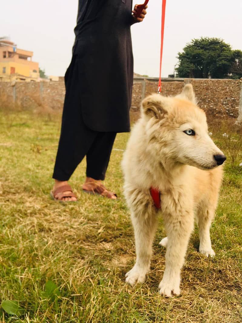 Siberian husky 1