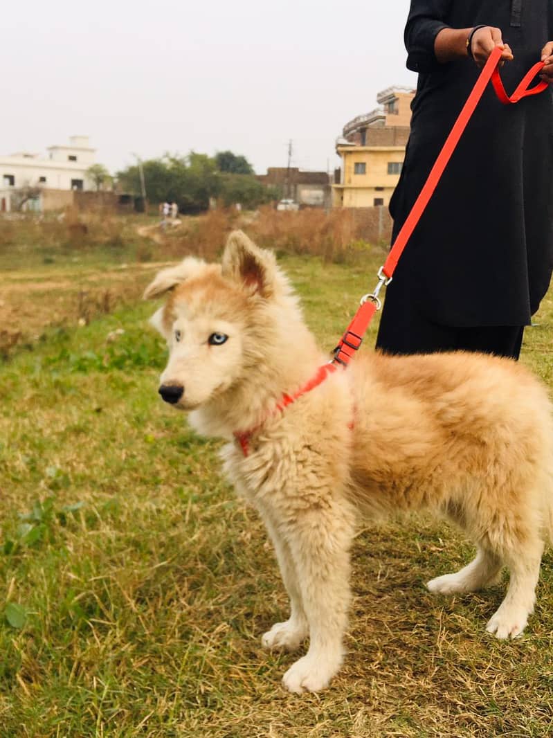 Siberian husky 2