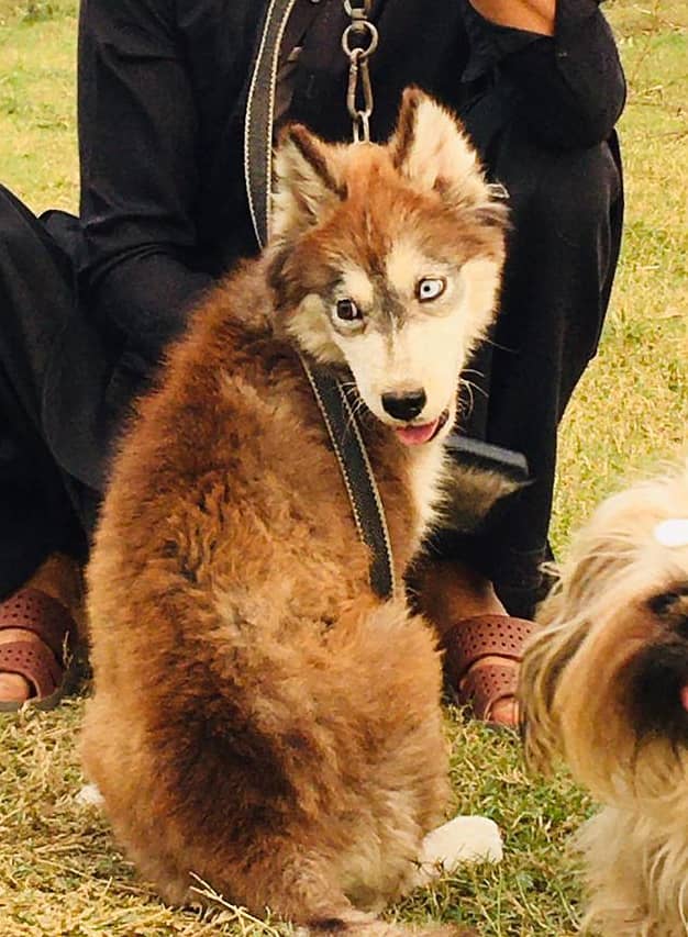 Siberian husky 3