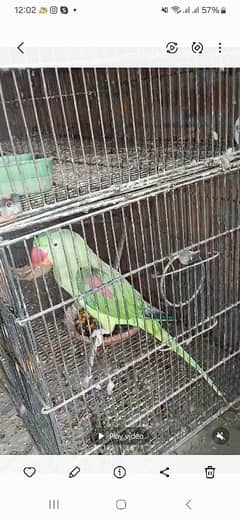 for sale raw parrot