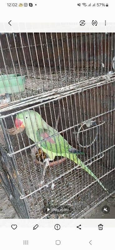 for sale raw parrot 0