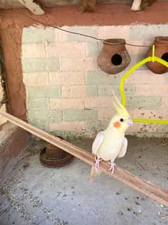 Cockatiel