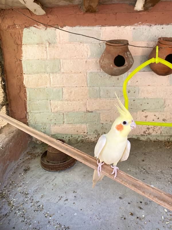 Cockatiel 0