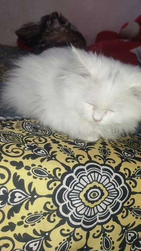 persian cat white color 0