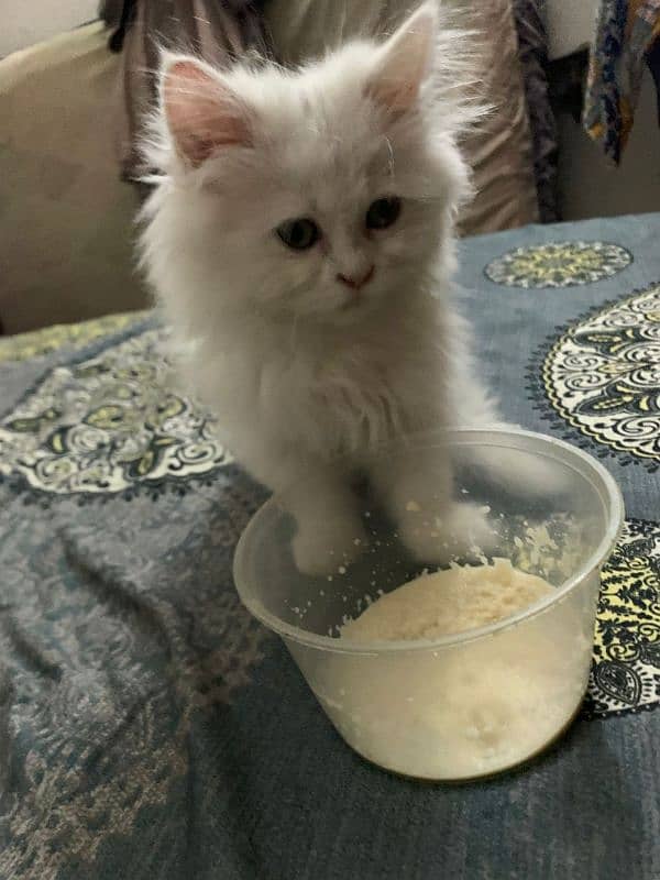 persian cat white color 1