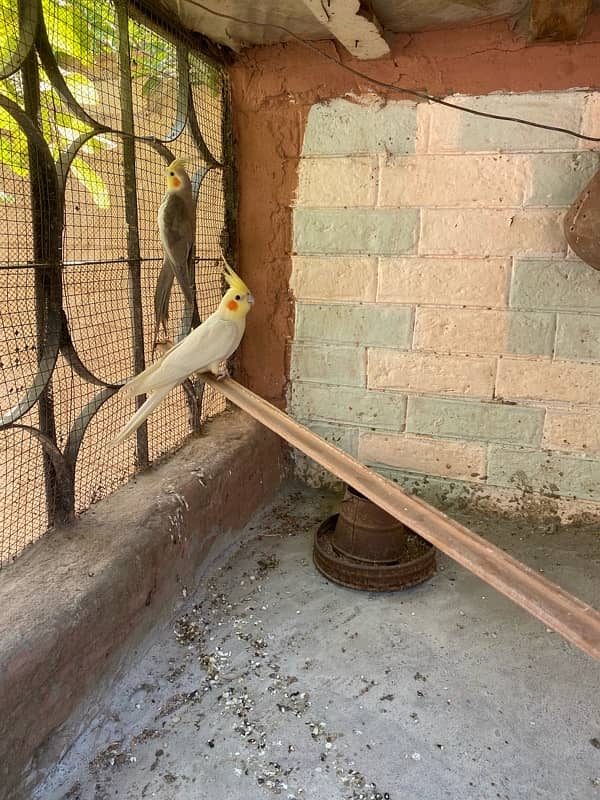 Cockatiel 2