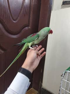 raw parrot female age 5year