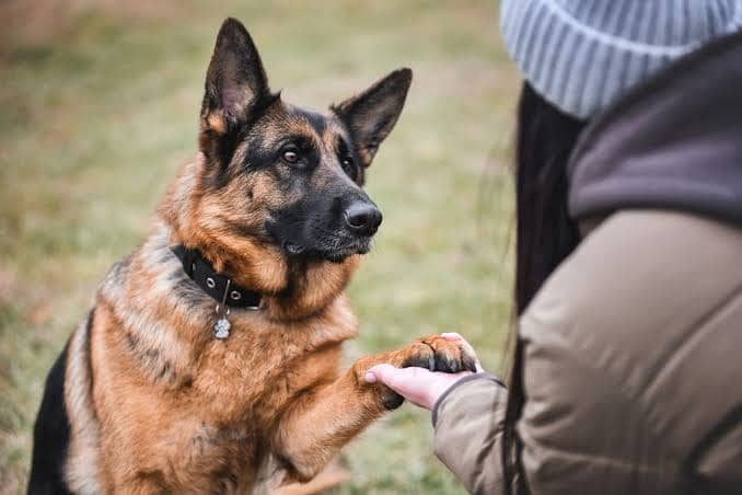 Loyal friendly caring guard dog 2