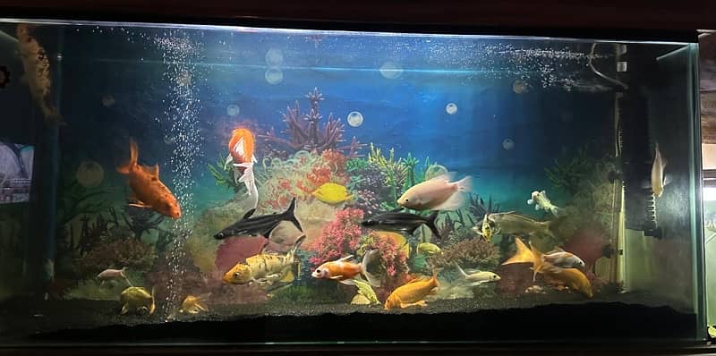 giant gourami , koi , blue line shark 2