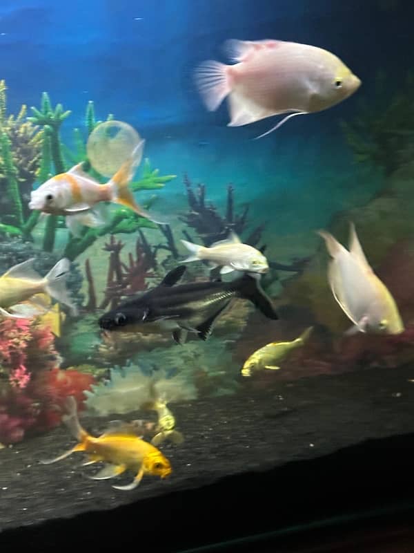 giant gourami , koi , blue line shark 3