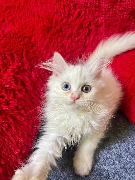 pure white perians cats for sale 0