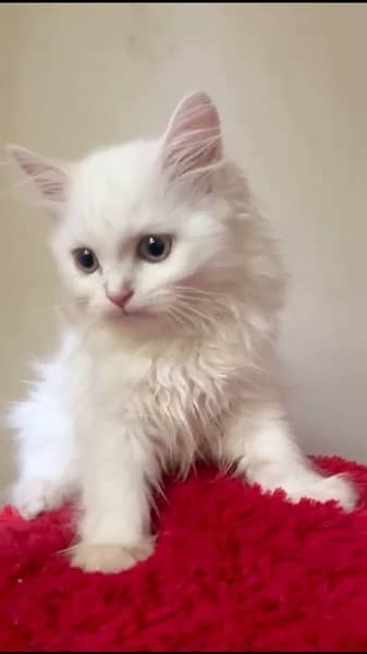 pure white perians cats for sale 1