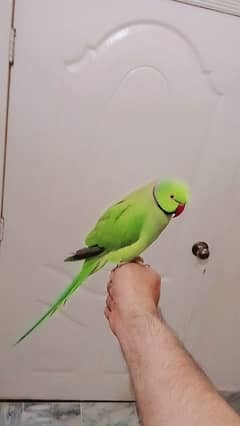 Green ringneck male parrot handtame