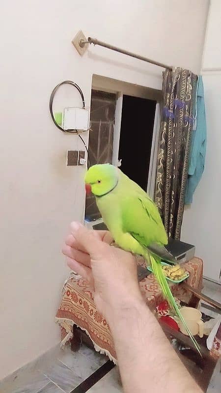 Green ringneck male parrot handtame 1