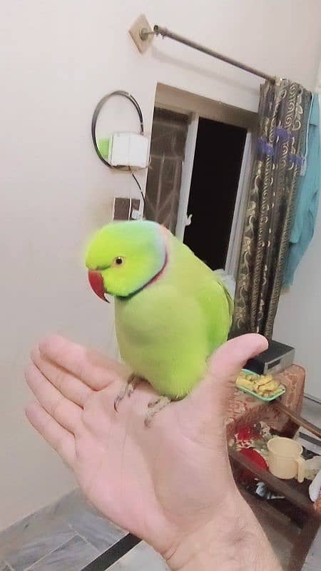 Green ringneck male parrot handtame 3