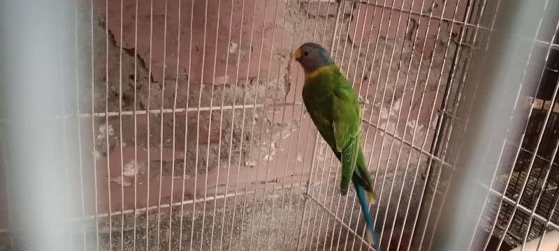 plum parrot 1