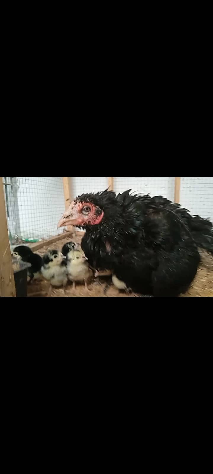 OH Shamo Breeder pair jet Black for sale 9