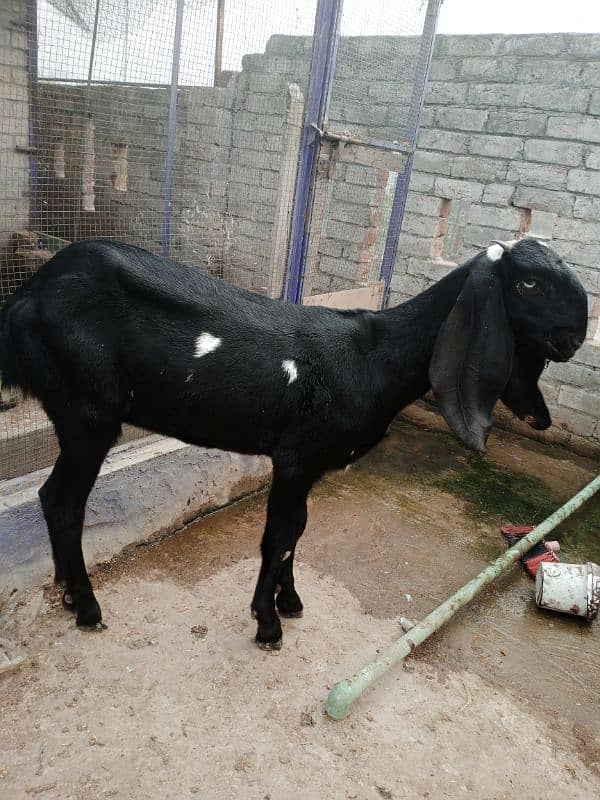 amratsari beetal path aur tedi bakra 0