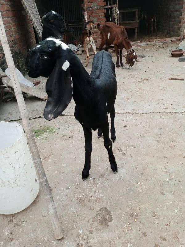 amratsari beetal path aur tedi bakra 3