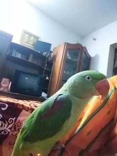 Raw parrot