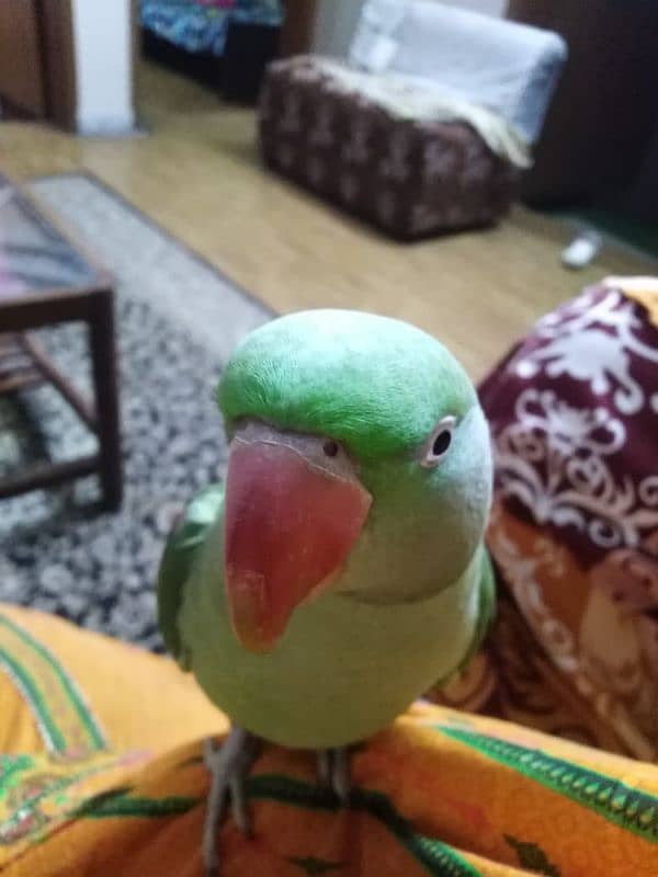 Raw parrot 1