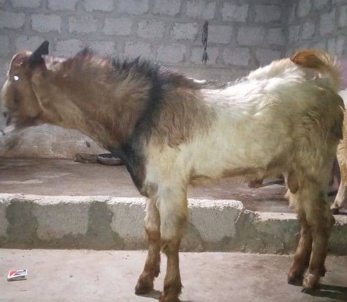 selling Andu bakra 1