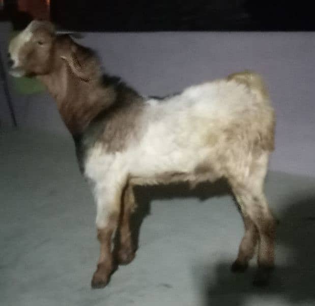 selling Andu bakra 3