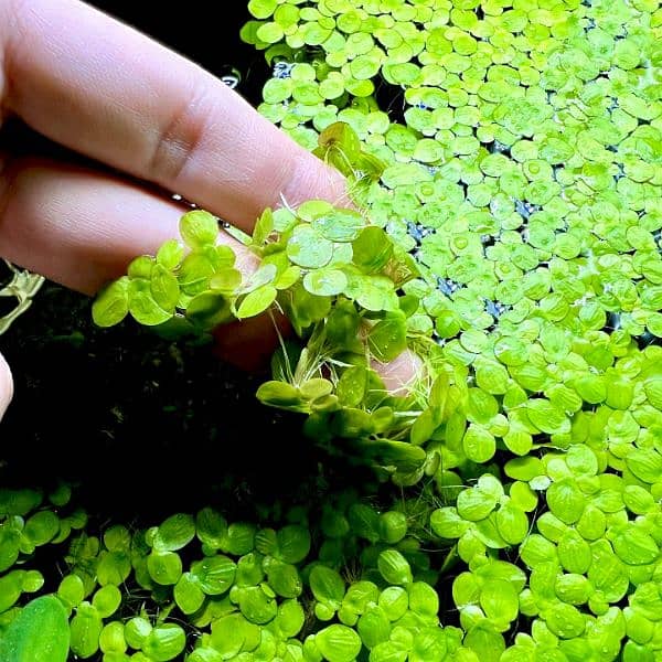 aquatic and ponds plants 10