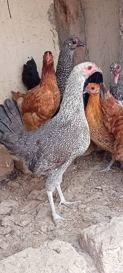 desi hens for sale