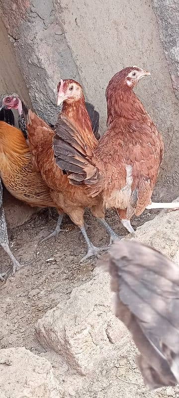 desi hens for sale 1