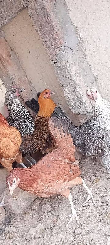 desi hens for sale 2