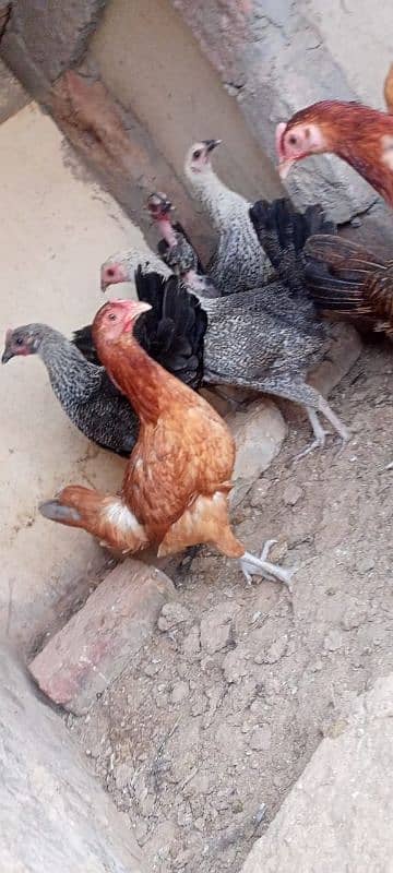 desi hens for sale 3