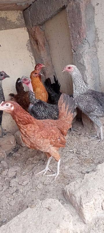 desi hens for sale 5