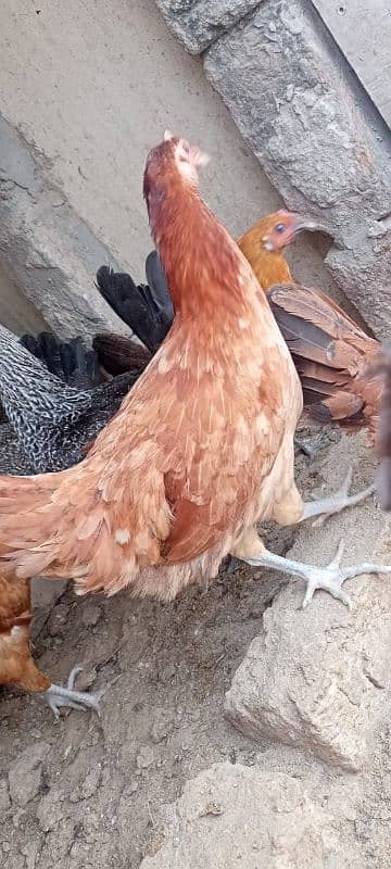 desi hens for sale 8