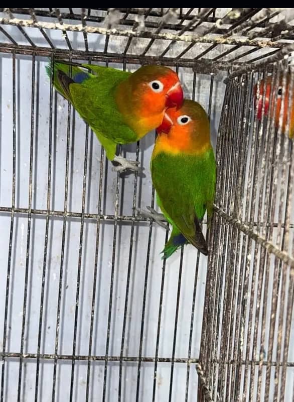 Lovebirds  2 pairs breeder for sale 0