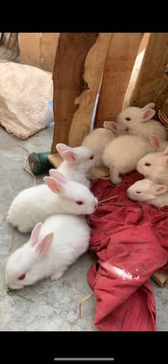 red eyes rabbit bunies