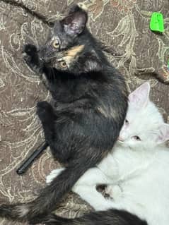 Male Persian Kitten