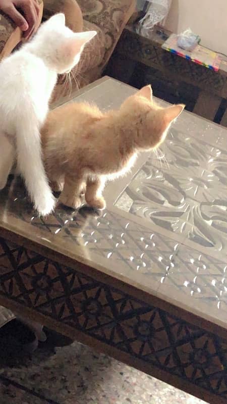 2 persian kittens  with litter  ,food pot,scoop and new packof litter 0