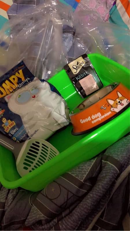 2 persian kittens  with litter  ,food pot,scoop and new packof litter 4