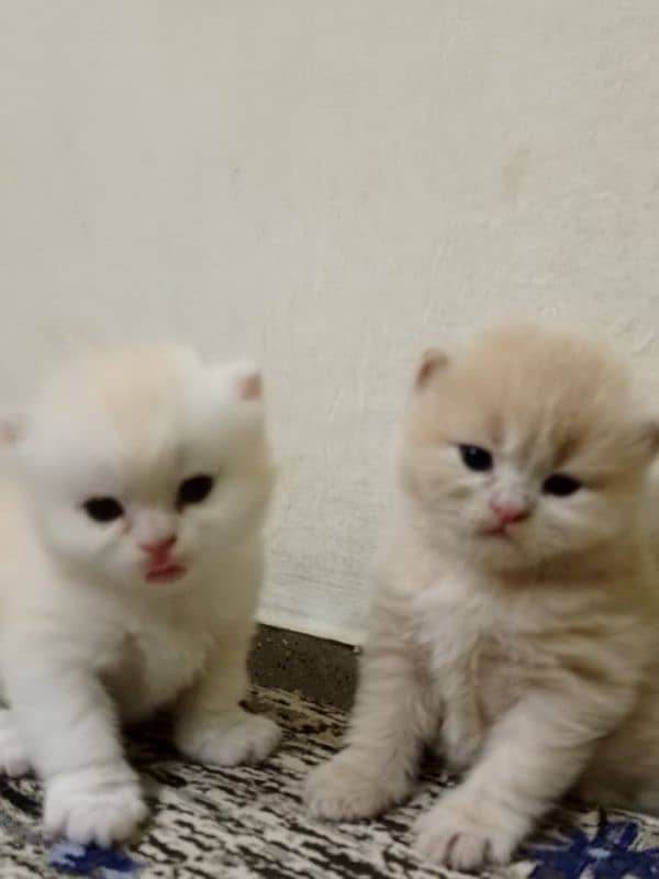 male female kittens Persian 0