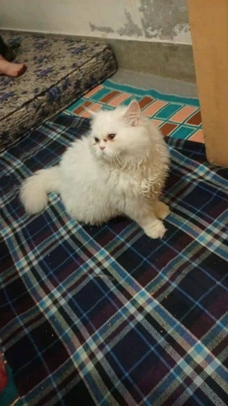 male female kittens Persian 3