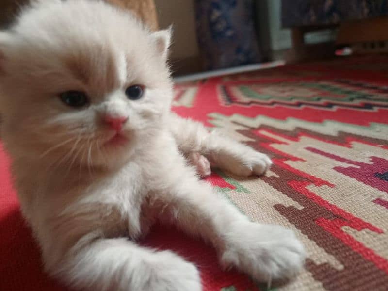 male female kittens Persian 4