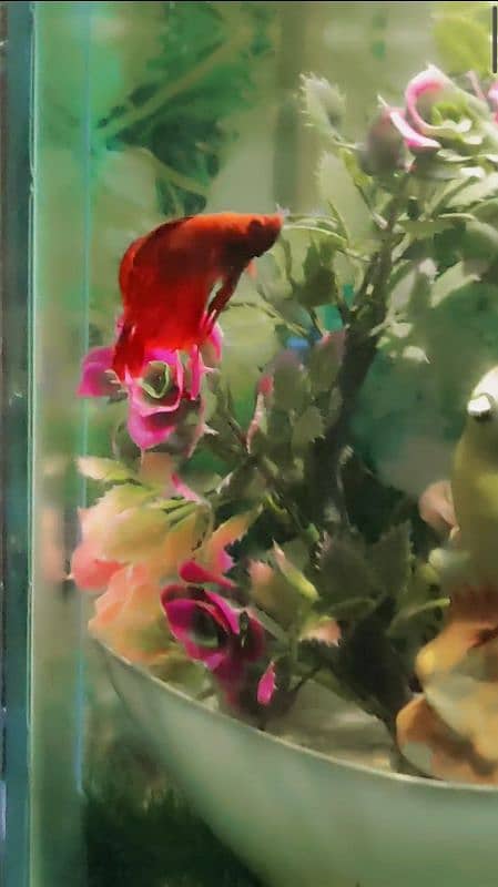 male betta fish 0