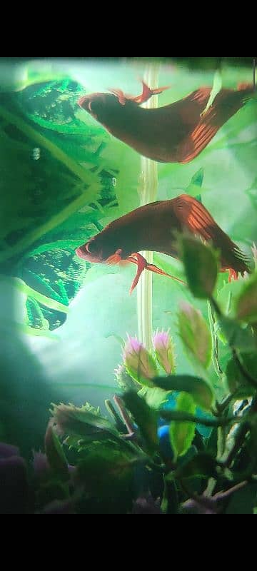 male betta fish 5