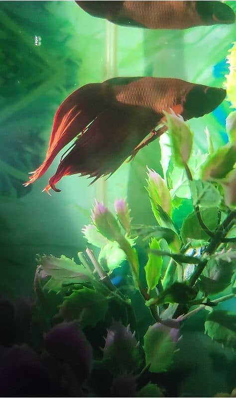 male betta fish 8