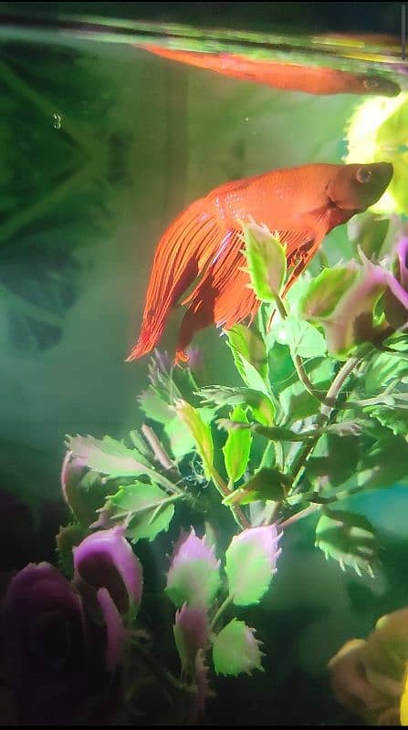 male betta fish 9