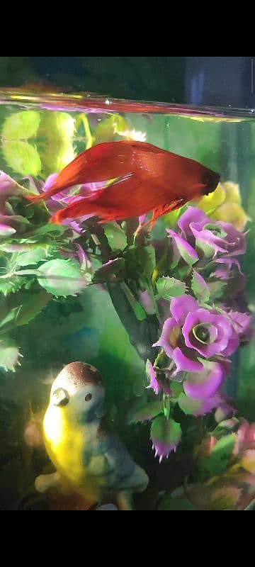 male betta fish 10