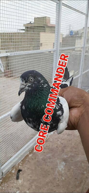 Teddy Pigeon Kalduma Katakash Kamagar Pigeon 2