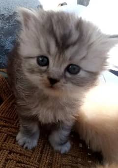 Blue eye Gift quality pure breed kittens healthy and active [COD]